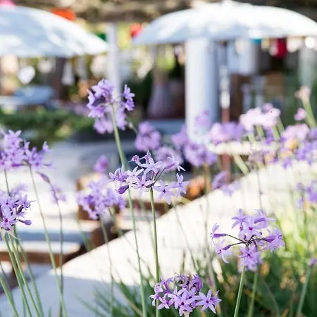 Ibizazen Santa Eulária des Riu